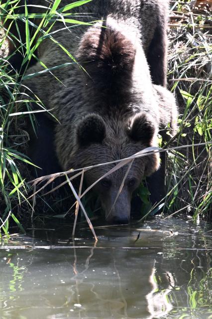 One of the four young brown bears (Anita, Alexandra, Chance and Thomas)  from the Libearty Bear Sanctuary in Romania drinks water after being released into an enclosure at the Sainte-Croix animal park in Rhodes, north-eastern France, on August 7, 2026. (Photo by Jean-Christophe VERHAEGEN / AFP)