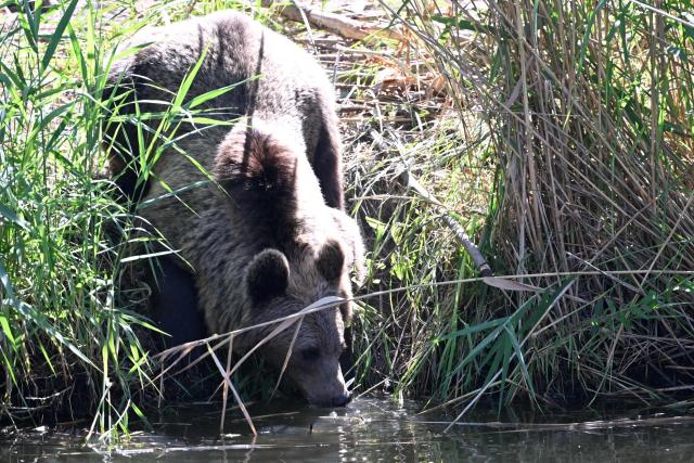 One of the four young brown bears (Anita, Alexandra, Chance and Thomas)  from the Libearty Bear Sanctuary in Romania drinks water after being released into an enclosure at the Sainte-Croix animal park in Rhodes, north-eastern France, on August 7, 2026. (Photo by Jean-Christophe VERHAEGEN / AFP)