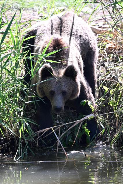 One of the four young brown bears (Anita, Alexandra, Chance and Thomas)  from the Libearty Bear Sanctuary in Romania drinks water after being released into an enclosure at the Sainte-Croix animal park in Rhodes, north-eastern France, on August 7, 2026. (Photo by Jean-Christophe VERHAEGEN / AFP)