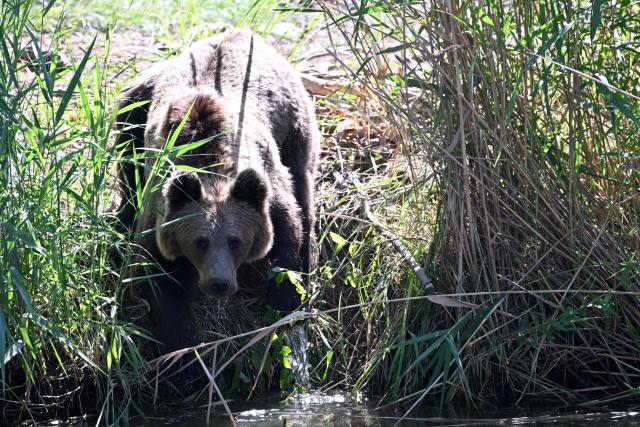 One of the four young brown bears (Anita, Alexandra, Chance and Thomas)  from the Libearty Bear Sanctuary in Romania drinks water after being released into an enclosure at the Sainte-Croix animal park in Rhodes, north-eastern France, on August 7, 2026. (Photo by Jean-Christophe VERHAEGEN / AFP)