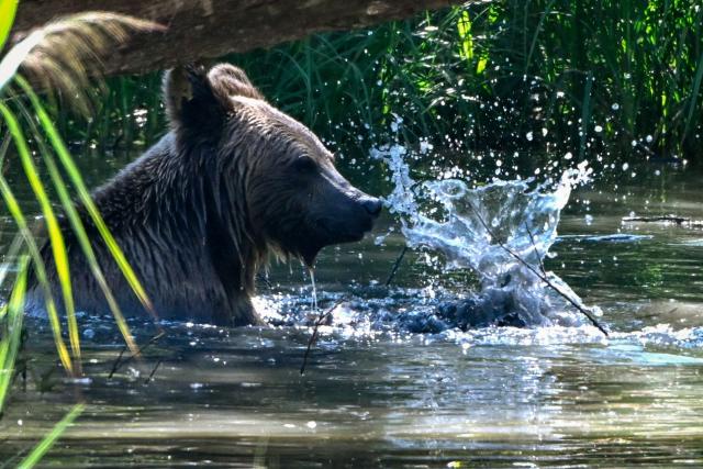 Thomas, one of the four young brown bears (Anita, Alexandra, Chance and Thomas) from the Libearty Bear Sanctuary in Romania stands in water after being released into an enclosure at the Sainte-Croix animal park in Rhodes, north-eastern France, on August 7, 2026. (Photo by Jean-Christophe VERHAEGEN / AFP)