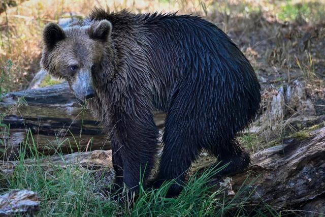 Thomas, one of the four young brown bears (Anita, Alexandra, Chance and Thomas) from the Libearty Bear Sanctuary in Romania walks after being released into an enclosure at the Sainte-Croix animal park in Rhodes, north-eastern France, on August 7, 2026. (Photo by Jean-Christophe VERHAEGEN / AFP)