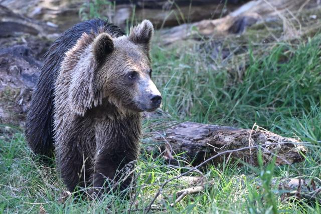 Thomas, one of the four young brown bears (Anita, Alexandra, Chance and Thomas) from the Libearty Bear Sanctuary in Romania walks after being released into an enclosure at the Sainte-Croix animal park in Rhodes, north-eastern France, on August 7, 2026. (Photo by Jean-Christophe VERHAEGEN / AFP)
