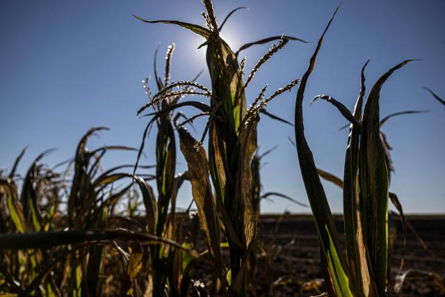 (FILES) Dried corns stand beside a field heavily damaged by a wildfire in Chatillon-sur-Indre, central France on July 10, 2026, as a new heatwave hits France. The French corn harvest is expected to fall by 35 per cent to nine million tonnes in 2026 – the lowest level since 1980 – due to a reduction in the area under cultivation and heatwaves, the government confirmed on August 7, 2026. (Photo by Alain JOCARD / AFP)