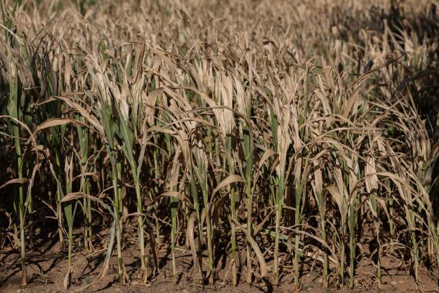 (FILES) This photograph show a field of dried out corn crops as a heatwave hits France in Saint-Dolays, western France on July 9, 2026. The French corn harvest is expected to fall by 35 per cent to nine million tonnes in 2026 – the lowest level since 1980 – due to a reduction in the area under cultivation and heatwaves, the government confirmed on August 7, 2026. (Photo by Fred TANNEAU / AFP)