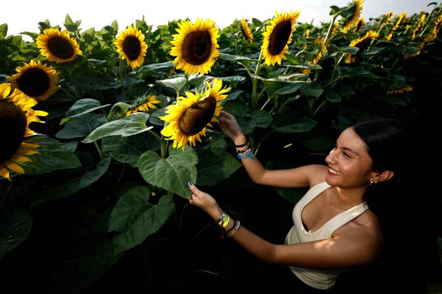 A visitor touches a blooming sunflower in a field at Rancho San Juan Diego in Tlajomulco de Zuniga, Jalisco state, Mexico, on August 7, 2026. (Photo by ULISES RUIZ / AFP)