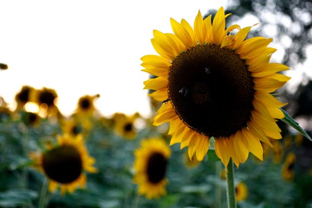 Bees gather on the head of a blooming sunflower at Rancho San Juan Diego in Tlajomulco de Zuniga, Jalisco state, Mexico, on August 7, 2026. (Photo by ULISES RUIZ / AFP)