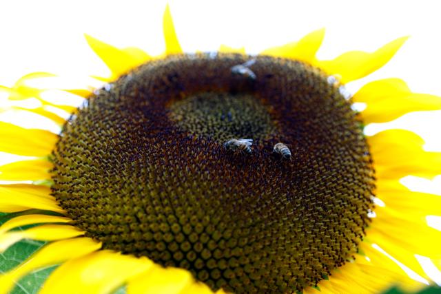 Bees gather on the head of a blooming sunflower at Rancho San Juan Diego in Tlajomulco de Zuniga, Jalisco state, Mexico, on August 7, 2026. (Photo by ULISES RUIZ / AFP)