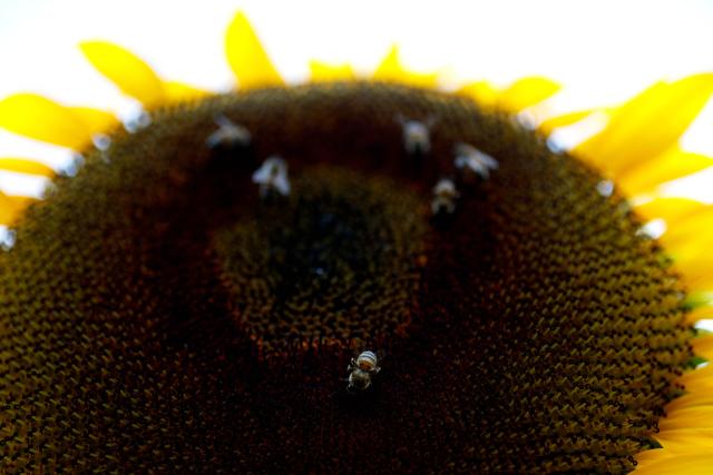 Bees gather on the head of a blooming sunflower at Rancho San Juan Diego in Tlajomulco de Zuniga, Jalisco state, Mexico, on August 7, 2026. (Photo by ULISES RUIZ / AFP)