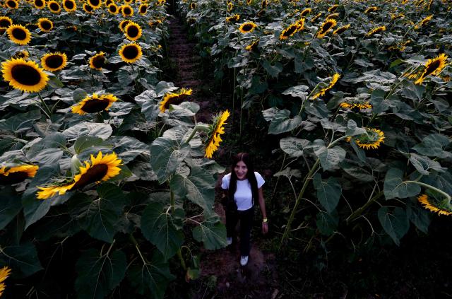 A visitor walks between rows of blooming sunflowers at Rancho San Juan Diego in Tlajomulco de Zuniga, Jalisco state, Mexico, on August 7, 2026. (Photo by ULISES RUIZ / AFP)