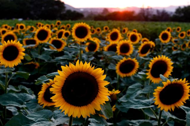 A field of blooming sunflowers is seen at dusk at Rancho San Juan Diego in Tlajomulco de Zuniga, Jalisco state, Mexico, on August 7, 2026. (Photo by ULISES RUIZ / AFP)
