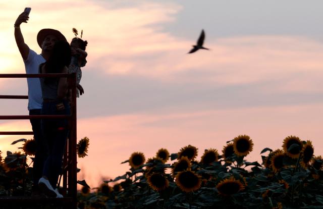 Visitors take a selfie from an observation platform overlooking a sunflower field at sunset at Rancho San Juan Diego in Tlajomulco de Zuniga, Jalisco state, Mexico, on August 7, 2026. (Photo by ULISES RUIZ / AFP)
