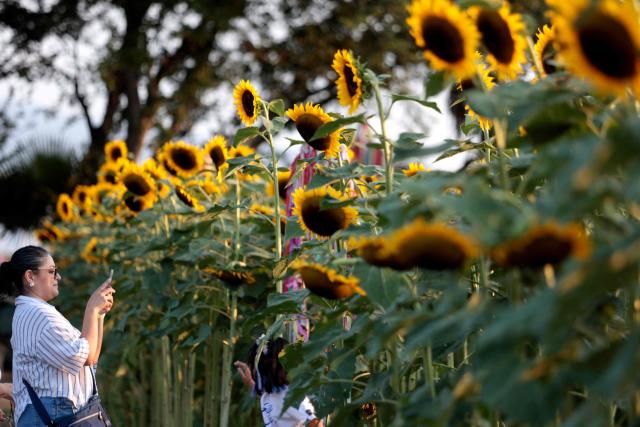 A visitor photographs a field of blooming sunflowers at Rancho San Juan Diego in Tlajomulco de Zuniga, Jalisco state, Mexico, on August 7, 2026. (Photo by ULISES RUIZ / AFP)