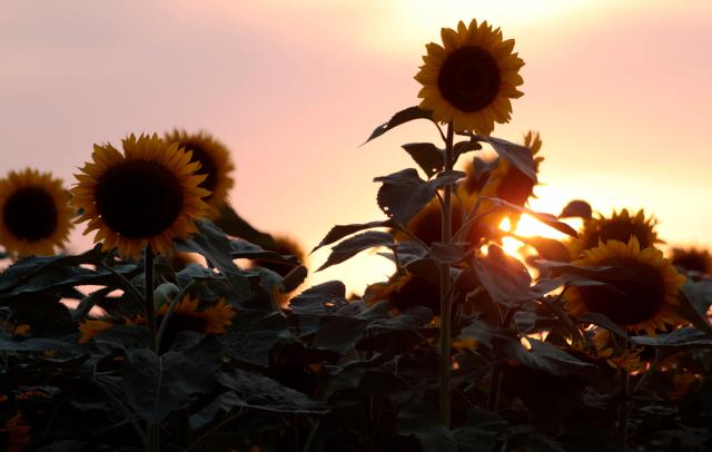 Sunflowers stand in a field at sunset at Rancho San Juan Diego in Tlajomulco de Zuniga, Jalisco state, Mexico, on August 7, 2026. (Photo by ULISES RUIZ / AFP)