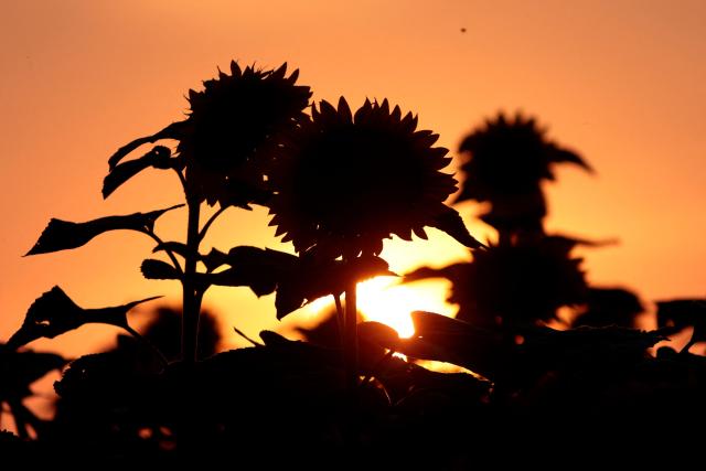 Sunflowers are silhouetted against the setting sun at Rancho San Juan Diego in Tlajomulco de Zuniga, Jalisco state, Mexico, on August 7, 2026. (Photo by ULISES RUIZ / AFP)