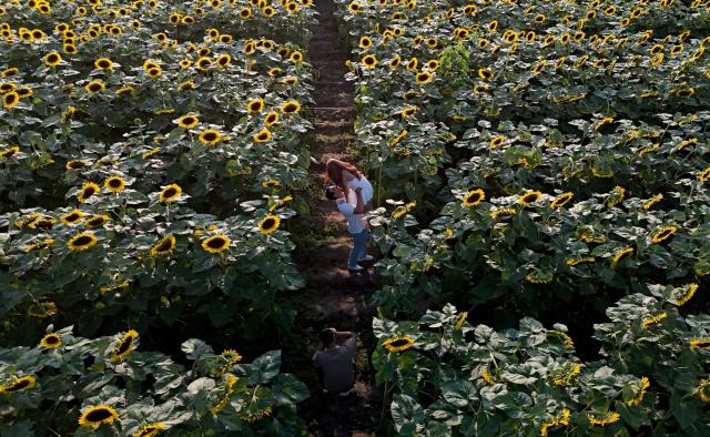 A couple poses for a photograph among rows of blooming sunflowers at Rancho San Juan Diego in Tlajomulco de Zuniga, Jalisco state, Mexico, on August 7, 2026. (Photo by ULISES RUIZ / AFP)