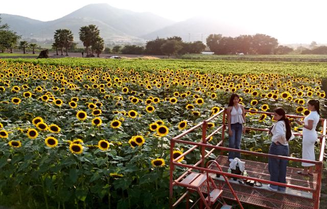 Visitors stand on an observation platform overlooking a field of blooming sunflowers at Rancho San Juan Diego in Tlajomulco de Zuniga, Jalisco state, Mexico, on August 7, 2026. (Photo by ULISES RUIZ / AFP)