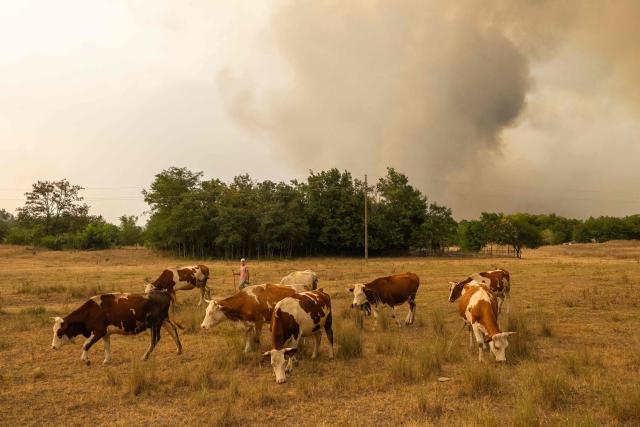 A man moves the cattle to safety as smoke fills the sky during a wildfire in Deliblatska Pescara (Deliblato Sands), near the village of Sumarak, some 70 kilometres northeast of Belgrade, on August 7, 2026. Firefighters were battling wildfires across the Balkans as days of high temperatures and drought conditions continue to drive blazes in several countries, including Serbia. (Photo by Uros Arsic / AFP)