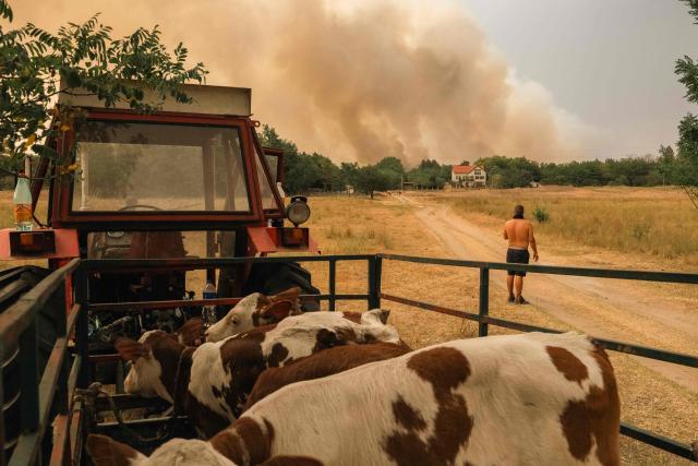People move their cattle to safety as smoke fills the sky during a wildfire in Deliblatska Pescara (Deliblato Sands), near the village of Sumarak, some 70 kilometres northeast of Belgrade, on August 7, 2026. Firefighters were battling wildfires across the Balkans as days of high temperatures and drought conditions continue to drive blazes in several countries, including Serbia. (Photo by Uros Arsic / AFP)