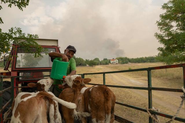 A man gives water to the cattle while moving them to safety during a wildfire in Deliblatska Pescara (Deliblato Sands), near the village of Sumarak, some 70 kilometres northeast of Belgrade, on August 7, 2026. Firefighters were battling wildfires across the Balkans as days of high temperatures and drought conditions continue to drive blazes in several countries, including Serbia. (Photo by Uros Arsic / AFP)