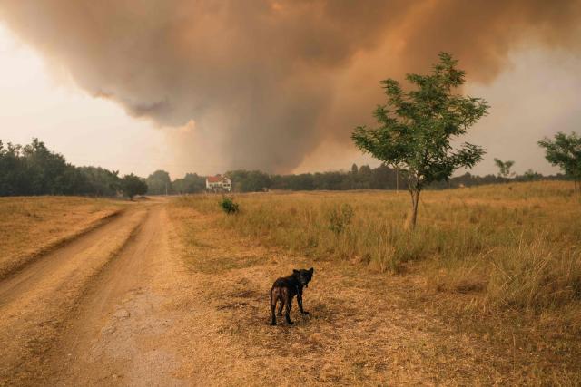 A stray dog stands on a road as smoke fills the sky during a wildfire in Deliblatska Pescara (Deliblato Sands), near the village of Sumarak, some 70 kilometres northeast of Belgrade, on August 7, 2026. Firefighters were battling wildfires across the Balkans as days of high temperatures and drought conditions continue to drive blazes in several countries, including Serbia. (Photo by Uros Arsic / AFP)