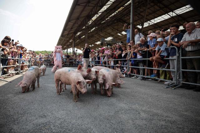 People watch a piglet race at the 43rd edition of the Pig Festival, where the French pig-squealing championship is held, in Trie-sur-Baïse, south-western France, on August 9, 2026. (Photo by Valentine CHAPUIS / AFP)