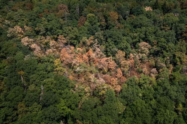 (FILES) This aerial photograph shows water-stressed trees affected by prolonged drought and heatwave above Concise, western Switzerland, on August 4, 2026. Climate change has intensified a drought across Europe this summer, with extreme heat driving the exceptionally dry conditions, according to experts. (Photo by Fabrice COFFRINI / AFP)