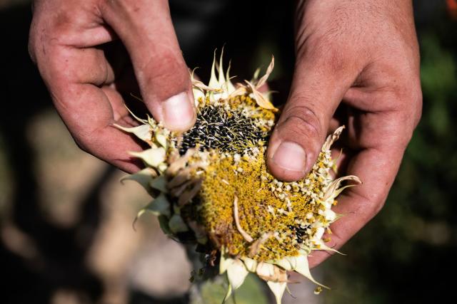 (FILES) Italian farmer Mattia Marengo inspects his sunflower field damaged by the heat in the countryside in Bene Vagienna, near Cuneo, north-western Italy, on August 6, 2026. Climate change has intensified a drought across Europe this summer, with extreme heat driving the exceptionally dry conditions, according to experts. (Photo by Marco Bertorello / AFP)