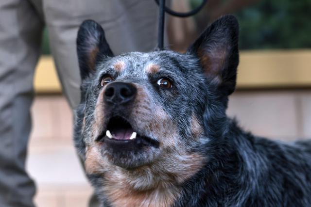 Brisket attends the world premiere of "The End of Oak Street" at the Steven J. Ross Theater in Burbank, California, on August 9, 2026. (Photo by VALERIE MACON / AFP)
