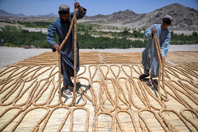 Afghans harvest figs in a garden at Shah Wali Kot district in Afghanistan's Kandahar province on August 10, 2026. (Photo by Sanaullah SEIAM / AFP)