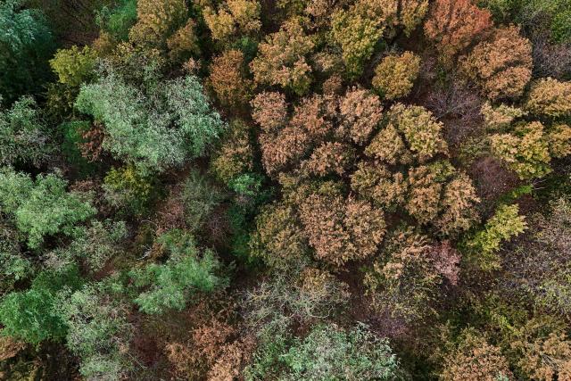 An aerial view shows yellow and brown dried trees near Luenen, western Germany, on August 10, 2026, following soaring summer temperatures and low rainfall. (Photo by Ina FASSBENDER / AFP)