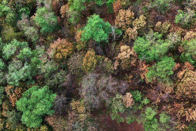 An aerial view shows yellow and brown dried trees near Luenen, western Germany, on August 10, 2026, following soaring summer temperatures and low rainfall. (Photo by Ina FASSBENDER / AFP)