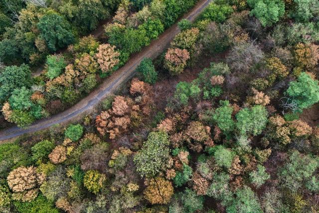 An aerial view shows yellow and brown dried trees near Luenen, western Germany, on August 10, 2026, following soaring summer temperatures and low rainfall. (Photo by Ina FASSBENDER / AFP)