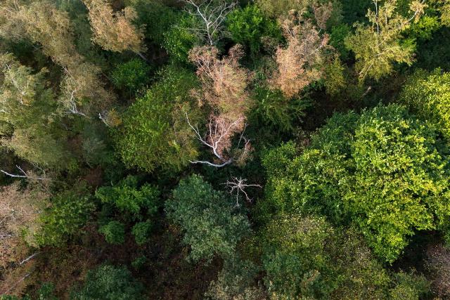 An aerial view shows yellow and brown dried trees near Luenen, western Germany, on August 10, 2026, following soaring summer temperatures and low rainfall. (Photo by Ina FASSBENDER / AFP)
