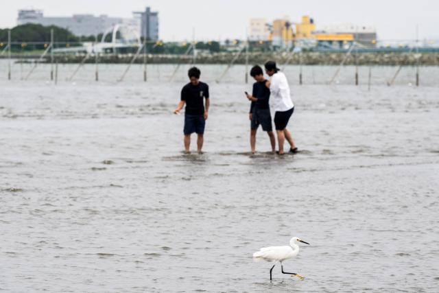 People explore the water at Nishi Nagisa beach in Tokyo Bay, as a little egret hunts for food, in Tokyo on August 11, 2026. (Photo by Andrew CABALLERO-REYNOLDS / AFP)