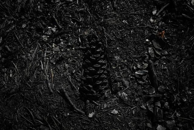 This photograph shows a charred maritime pine cone lying on the burnt, ash-covered forest floor among scorched pine needles in a wildfire-ravaged forest near Saumos, Gironde, south-western France, on August 11, 2026. The blaze, which broke out on July 22, burned around 42,000 hectares across the Gironde department before being contained in early August (Photo by Philippe LOPEZ / AFP)