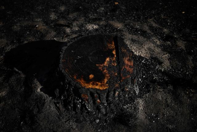 This photograph shows the growth rings on the charred cut surface of a burnt maritime pine stump on ash-covered soil in a wildfire-ravaged forest near Saumos, Gironde, south-western France, on August 11, 2026. The blaze, which broke out on July 22, burned around 42,000 hectares across the Gironde department before being contained in early August (Photo by Philippe LOPEZ / AFP)