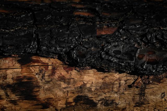 This photograph shows the charred black bark and the exposed pale wood of a burnt maritime pine trunk in a wildfire-ravaged forest near Saumos, Gironde, south-western France, on August 11, 2026. The blaze, which broke out on July 22, burned around 42,000 hectares across the Gironde department before being contained in early August (Photo by Philippe LOPEZ / AFP)