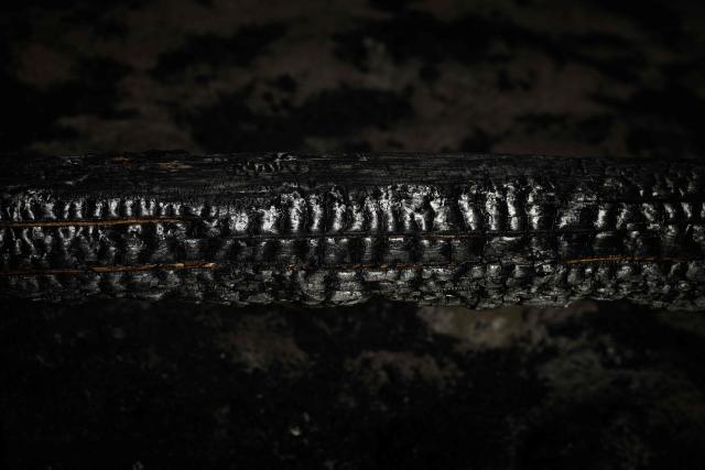 This photograph shows a fallen maritime pine trunk charred to charcoal, streaked with thin veins of unburnt orange wood, lying on ash-covered ground in a wildfire-ravaged forest near Saumos, Gironde, south-western France, on August 11, 2026. The blaze, which broke out on July 22, burned around 42,000 hectares across the Gironde department before being contained in early August (Photo by Philippe LOPEZ / AFP)