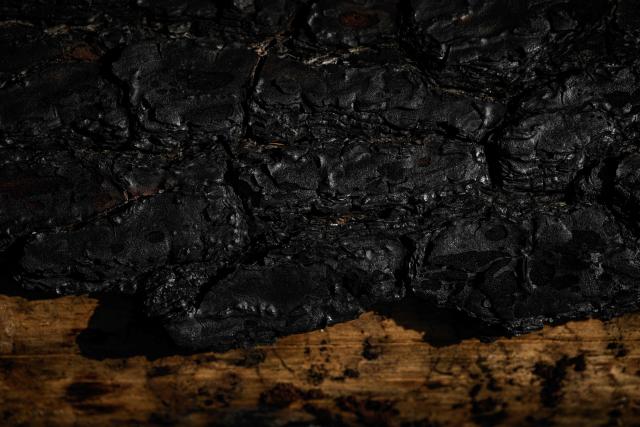 This photograph shows the thick, charred, cracked bark of a burnt maritime pine trunk above a strip of exposed pale wood in a wildfire-ravaged forest near Saumos, Gironde, south-western France, on August 11, 2026. The blaze, which broke out on July 22, burned around 42,000 hectares across the Gironde department before being contained in early August (Photo by Philippe LOPEZ / AFP)