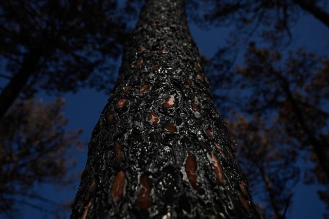 This photograph shows the charred bark of a fire-burnt maritime pine trunk, its reddish inner bark showing through the blackened crust, in a wildfire-ravaged forest near Saumos, Gironde, south-western France, on August 11, 2026. The blaze, which broke out on July 22, burned around 42,000 hectares across the Gironde department before being contained in early August (Photo by Philippe LOPEZ / AFP)