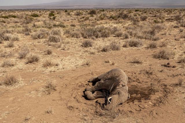 A male elephant lies on the ground after falling ill at Kitenden B Community Conservancy in Amboseli, Kajiado County, on August 12, 2026. At least fifteen elephants found dead over the past month in one of Kenya's best-known wildlife parks were likely poisoned by cyanide, possibly from pesticides used on nearby farms, wildlife officials said.
The deaths occurred in Amboseli National Park and their surrounding conservancies near the Tanzanian border, home to some of Africa's most famous elephant herds. 
A preliminary investigation found the animals had ingested cyanide, "a toxic substance... which is very lethal, very poisonous," Kenya Wildlife Service spokesman Duncan Juma Wanyama told AFP. (Photo by SIMON MAINA / AFP)