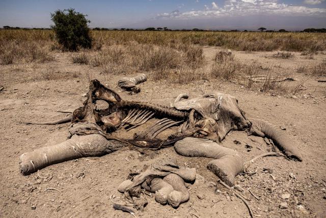TOPSHOT - The carcasses of a mother and calf elephant are seen at Kimana Sanctuary, on the outskirts of Amboseli National Park, on August 12, 2026, following a series of elephant deaths in the area. At least fifteen elephants found dead over the past month in one of Kenya's best-known wildlife parks were likely poisoned by cyanide, possibly from pesticides used on nearby farms, wildlife officials said.
The deaths occurred in Amboseli National Park and surrounding conservancies near the Tanzanian border, home to some of Africa's most famous elephant herds. 
A preliminary investigation found the animals had ingested cyanide, "a toxic substance... which is very lethal, very poisonous," Kenya Wildlife Service spokesman Duncan Juma Wanyama told AFP. (Photo by SIMON MAINA / AFP)