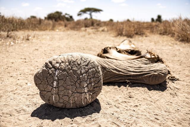 A hind leg from the carcass of a female elephant lies at Kimana Sanctuary, on the outskirts of Amboseli National Park, on August 12, 2026, following a series of elephant deaths in the area. At least fifteen elephants found dead over the past month in one of Kenya's best-known wildlife parks were likely poisoned by cyanide, possibly from pesticides used on nearby farms, wildlife officials said.
The deaths occurred in Amboseli National Park and their surrounding conservancies near the Tanzanian border, home to some of Africa's most famous elephant herds. 
A preliminary investigation found the animals had ingested cyanide, "a toxic substance... which is very lethal, very poisonous," Kenya Wildlife Service spokesman Duncan Juma Wanyama told AFP. (Photo by SIMON MAINA / AFP)
