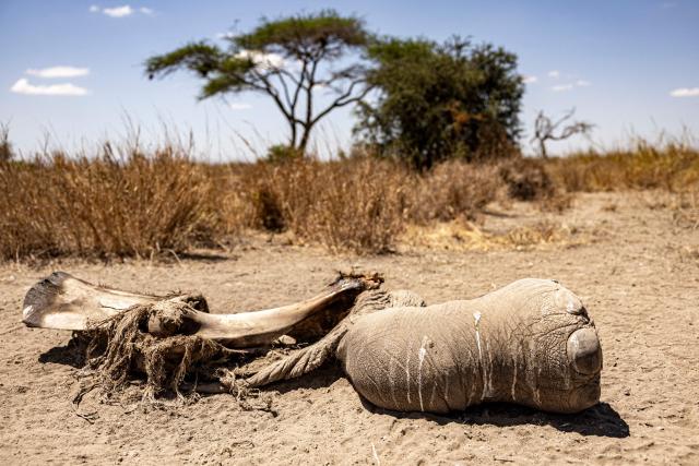 A hind leg from the carcass of a female elephant lies at Kimana Sanctuary, on the outskirts of Amboseli National Park, on August 12, 2026, following a series of elephant deaths in the area. At least fifteen elephants found dead over the past month in one of Kenya's best-known wildlife parks were likely poisoned by cyanide, possibly from pesticides used on nearby farms, wildlife officials said.
The deaths occurred in Amboseli National Park and surrounding conservancies near the Tanzanian border, home to some of Africa's most famous elephant herds. 
A preliminary investigation found the animals had ingested cyanide, "a toxic substance... which is very lethal, very poisonous," Kenya Wildlife Service spokesman Duncan Juma Wanyama told AFP. (Photo by SIMON MAINA / AFP)