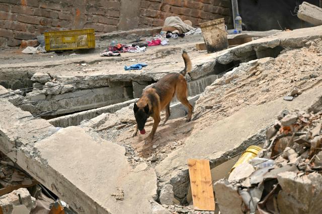A search-and-rescue dog of the Colombian Army takes part in the search for survivors amid the rubble of a collapsed building after an earthquake in Pereira, Colombia on August 12, 2026. Rescuers, soldiers and volunteers searched through collapsed apartment blocks and office buildings across western Colombia, racing to find survivors after the country's strongest earthquake in a century killed at least 239 people and left many more homeless on August 10, 2026. The 7.4-magnitude quake injured more than 1,670 people, according to a tally by municipal authorities. (Photo by Luis ACOSTA / AFP)