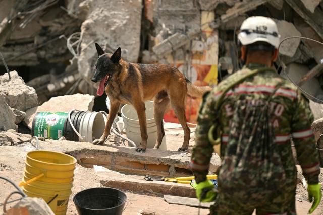 A search-and-rescue dog of the Colombian Army takes part in the search for survivors amid the rubble of a collapsed building after an earthquake in Pereira, Colombia on August 12, 2026. Rescuers, soldiers and volunteers searched through collapsed apartment blocks and office buildings across western Colombia, racing to find survivors after the country's strongest earthquake in a century killed at least 239 people and left many more homeless on August 10, 2026. The 7.4-magnitude quake injured more than 1,670 people, according to a tally by municipal authorities. (Photo by Luis ACOSTA / AFP)
