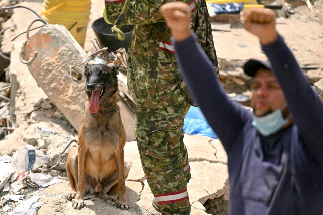 A search-and-rescue dog of the Colombian Army takes part in the search for survivors amid the rubble of a collapsed building after an earthquake in Pereira, Colombia on August 12, 2026. Rescuers, soldiers and volunteers searched through collapsed apartment blocks and office buildings across western Colombia, racing to find survivors after the country's strongest earthquake in a century killed at least 239 people and left many more homeless on August 10, 2026. The 7.4-magnitude quake injured more than 1,670 people, according to a tally by municipal authorities. (Photo by Luis ACOSTA / AFP)