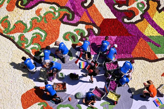 Volunteers arrange flowers to make a flower carpet at the Grand-Place during the 24th edition of the Brussels' Flower Carpet show in Brussels on August 13, 2026. (Photo by JOHN THYS / AFP)