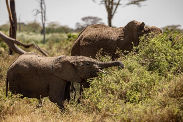 Elephant graze at Kimana Sanctuary, on the outskirts of Amboseli National Park, on August 12, 2026, following a series of elephant deaths in the area. On the ground, raising a cloud of dust, the elephant exhausts itself trying again and again to get back on its feet, in a futile effort that only causes it to spin endlessly in circles. Genghis Khan appears set to become the 20th elephant in Kenyas Amboseli region to succumb to an as-yet mysterious illness.
Since the end of June, at least 19 elephants, mostly females or young animals, have died after displaying the same symptoms, notably partial paralysis preventing them from standing.
The Kenya Wildlife Service (KWS) said at the end of July that it had detected a high concentration of cyanide in the carcasses, raising the possibility of pesticide poisoning resulting from the animals consuming fruit from surrounding farms. (Photo by SIMON MAINA / AFP)